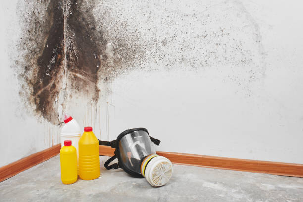  Corrigan, TX Mold Removal Pros