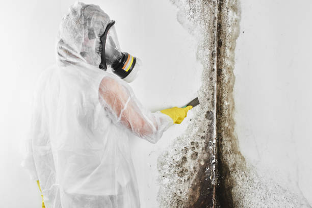 Best Emergency Mold Removal  in Corrigan, TX