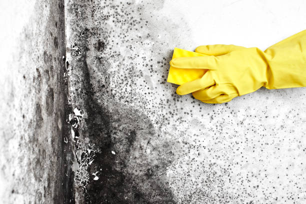 Best Toxic Mold Removal  in Corrigan, TX