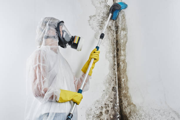 Best Fast Mold Removal  in Corrigan, TX