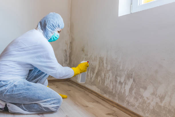 Certified Mold Removal in Corrigan, TX