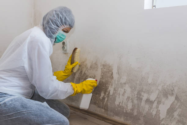 Best Office Mold Removal Services  in Corrigan, TX