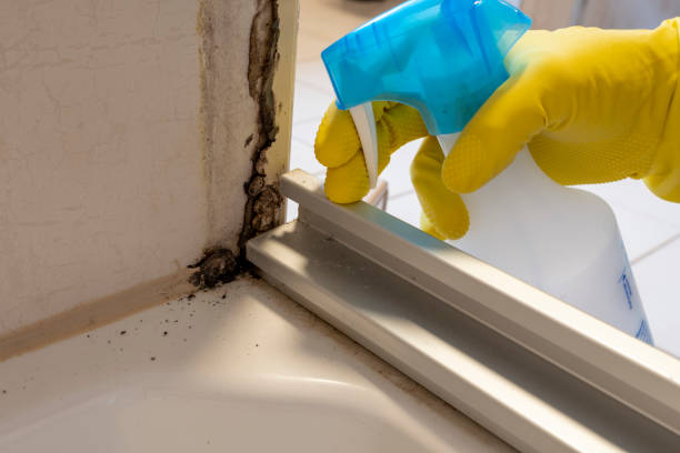 Best Commercial Mold Removal  in Corrigan, TX