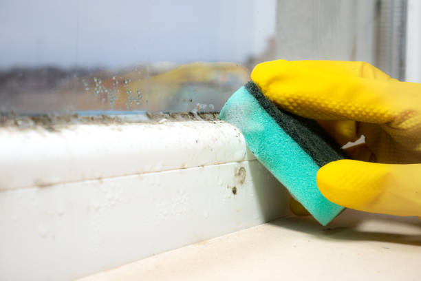 Best Home Mold Removal  in Corrigan, TX