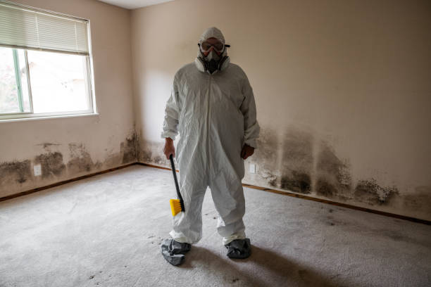 Best Mold Damage Repair  in Corrigan, TX