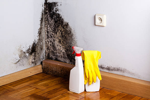 Best Commercial Mold Removal  in Corrigan, TX