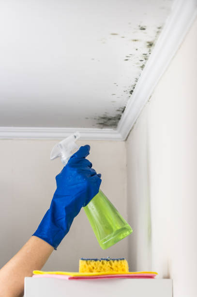 Best Mold Removal Near Me  in Corrigan, TX